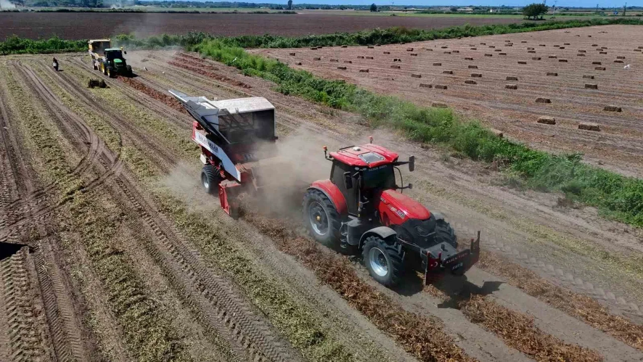 Adana'da yer fıstığı hasadı başladı: 135 bin ton hedef