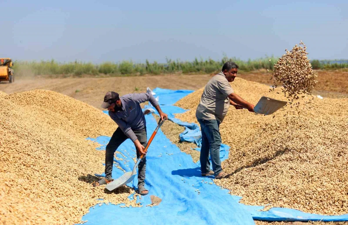 Adana'da yer fıstığı hasadı başladı: 135 bin ton hedef