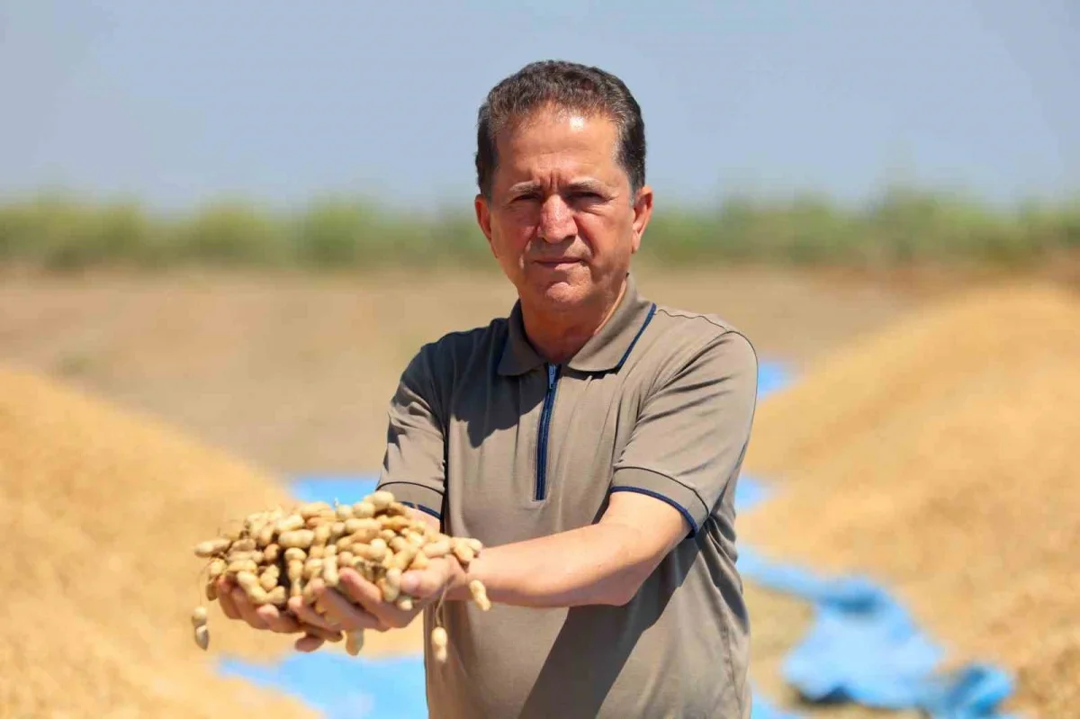Adana'da yer fıstığı hasadı başladı: 135 bin ton hedef