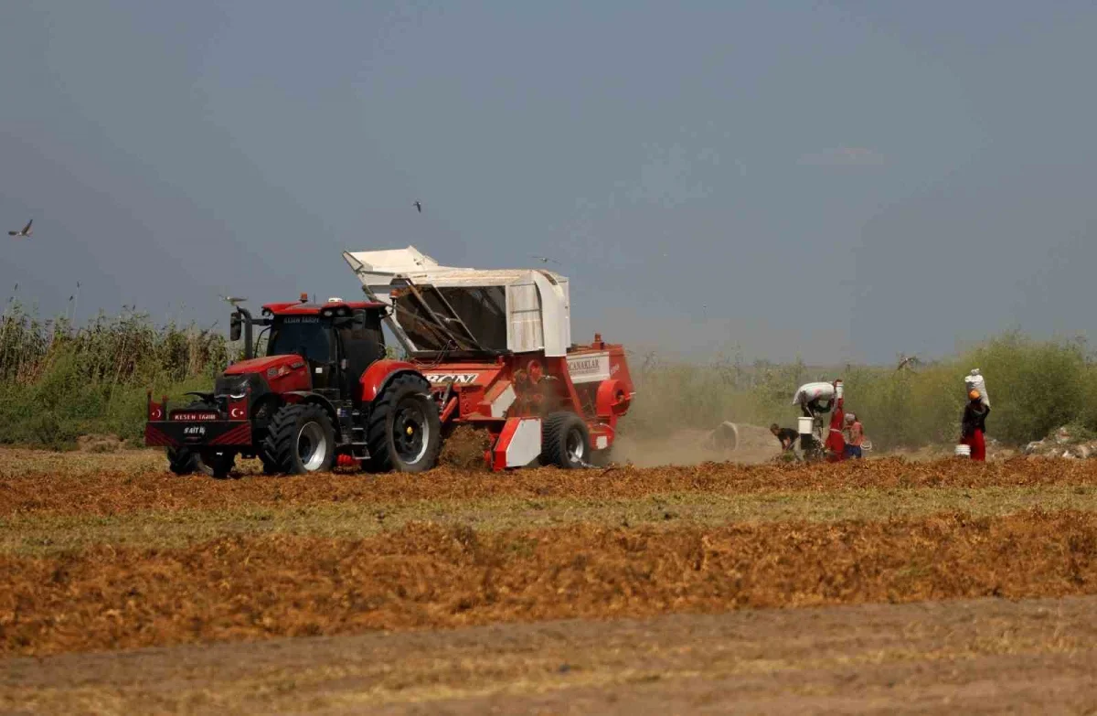 Adana'da yer fıstığı hasadı başladı: 135 bin ton hedef