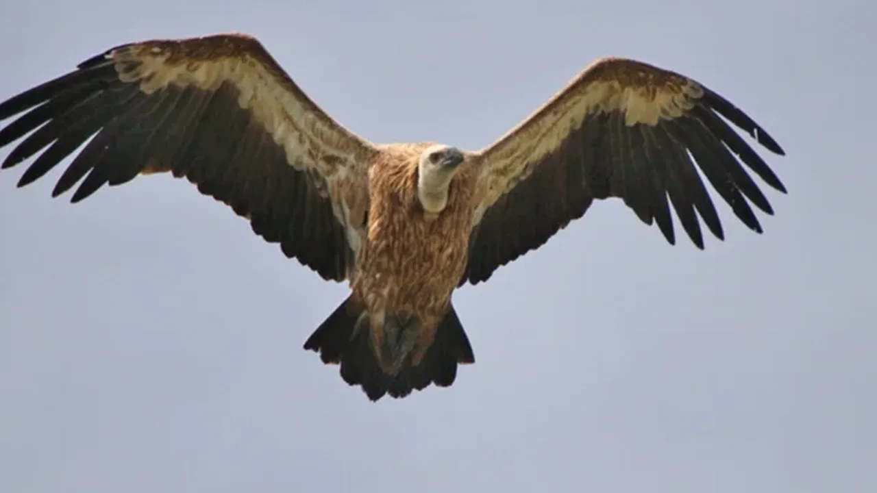WWF-Türkiye'den akbaba uyarısı: Türkiye'de 4 tür yaşıyor