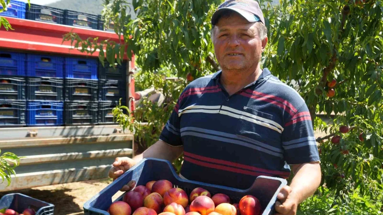 Bilecik'te nektarin hasadı sürüyor: Ürünün yüzde 70'i ihracata gidiyor