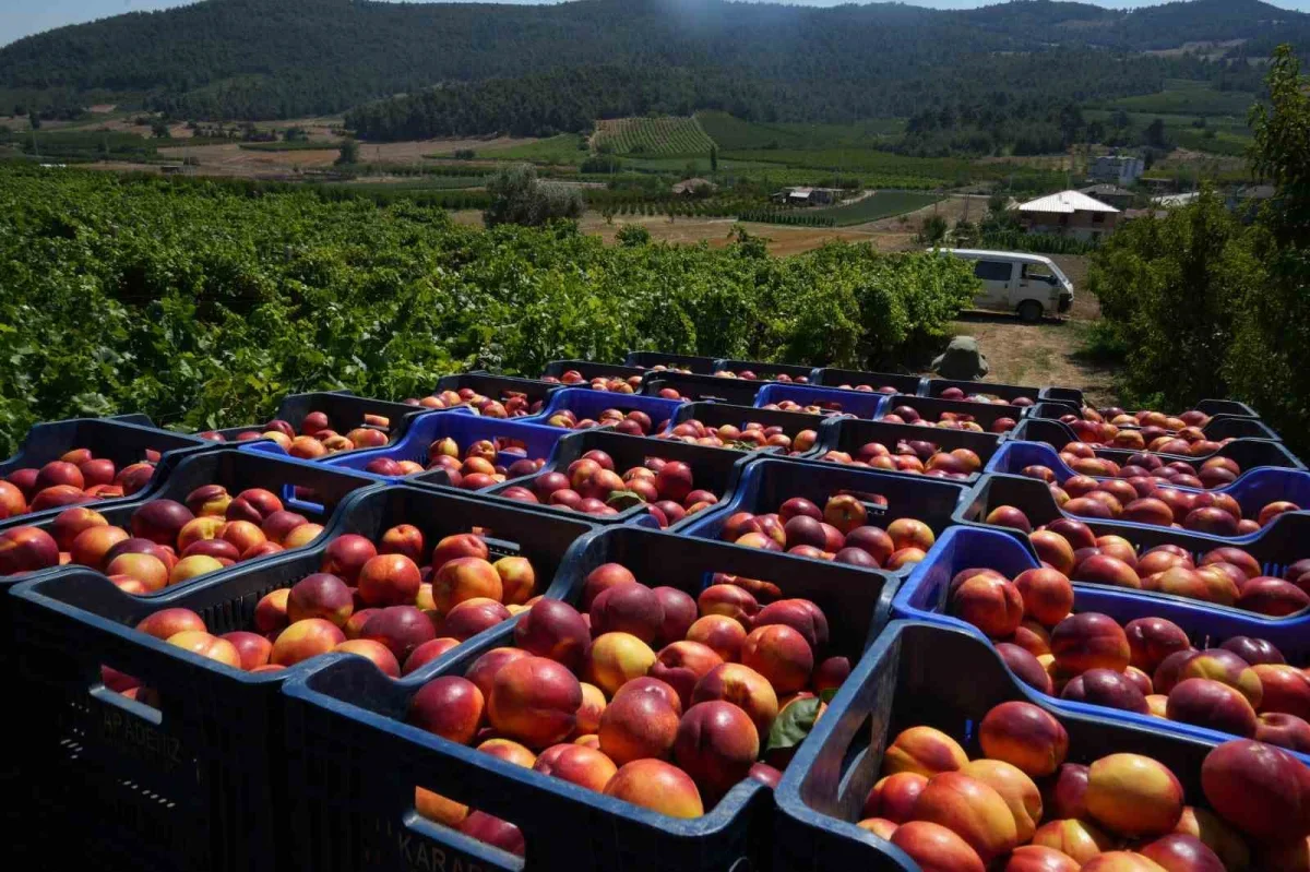 Bilecik'te nektarin hasadı sürüyor: Ürünün yüzde 70'i ihracata gidiyor