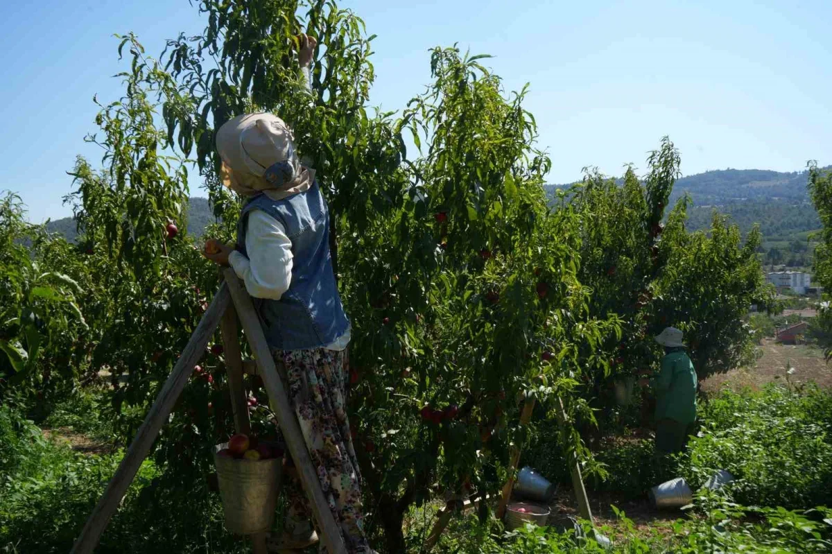 Bilecik'te nektarin hasadı sürüyor: Ürünün yüzde 70'i ihracata gidiyor