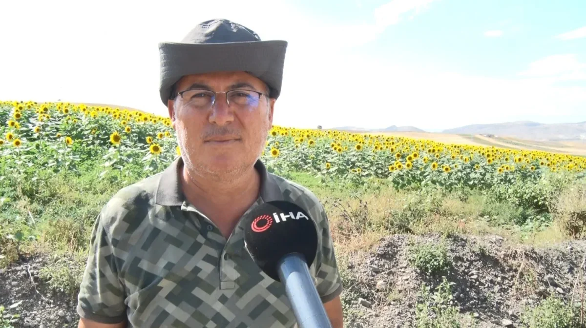Polatlı'da ayçiçeği ikinci ürün oldu, çiftçiye ek gelir sağladı