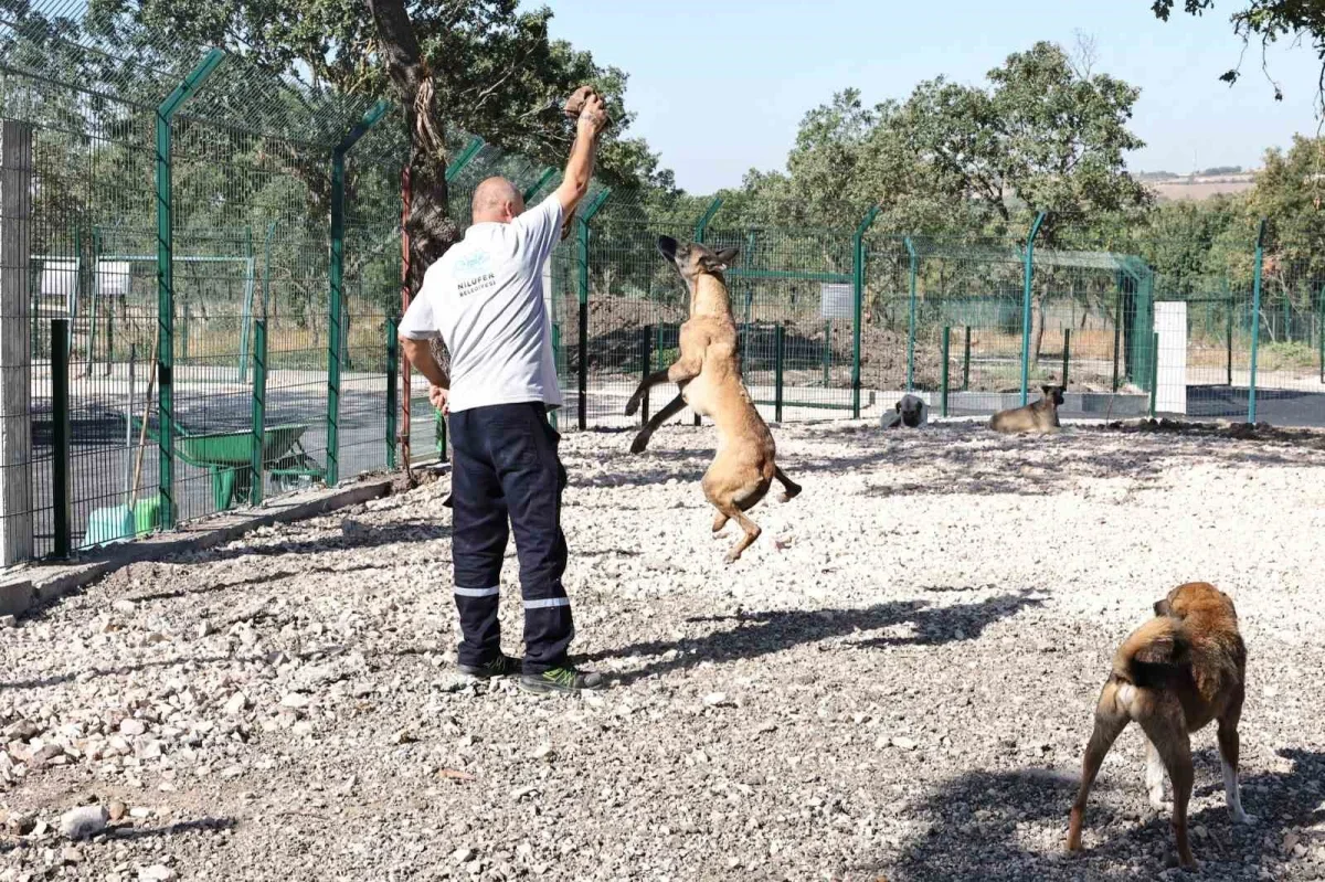 Nilüfer'de Umut yeni yuvasına kavuştu: Sevil Ay sahiplendi