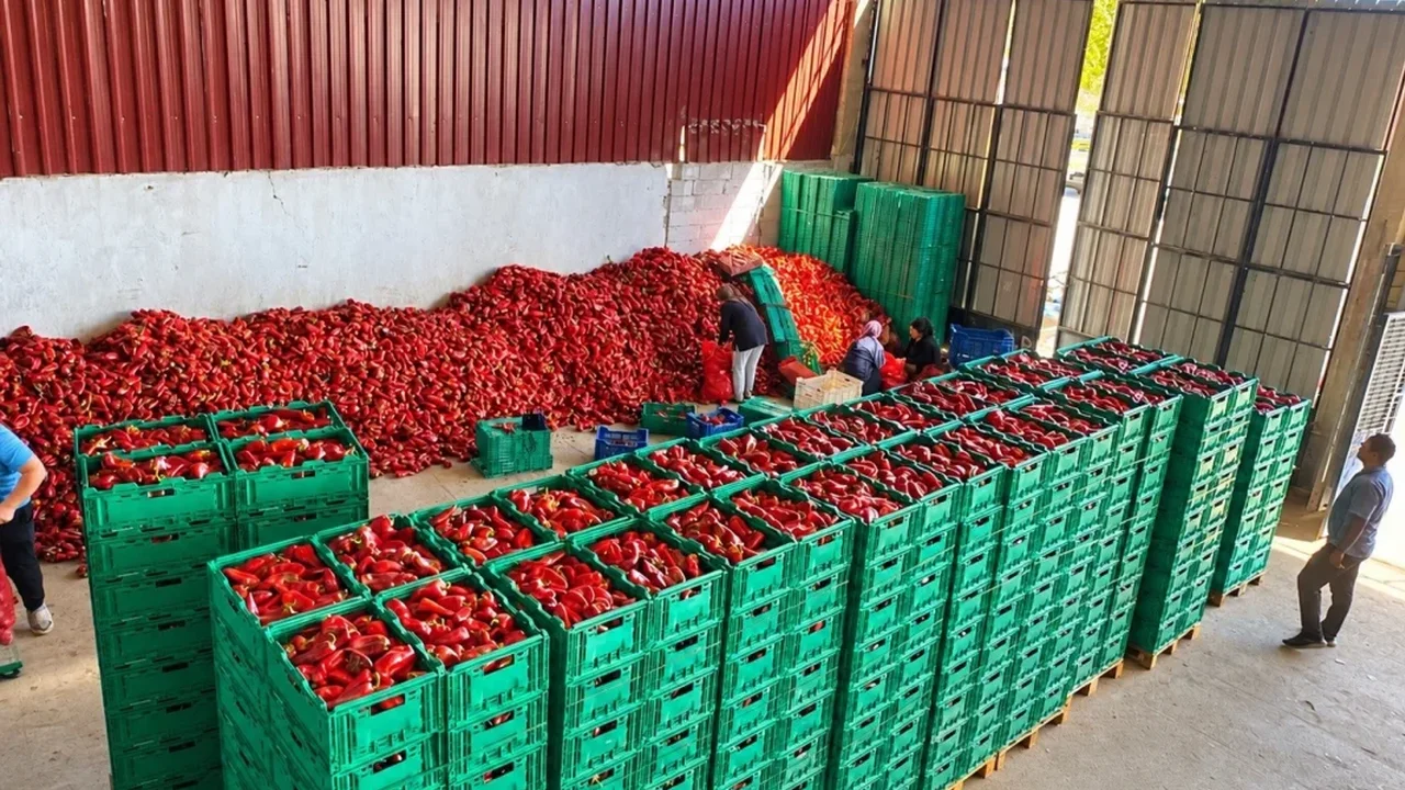 Kapya biberde bolluk fiyatları düşürdü: 35 liradan 18 liraya