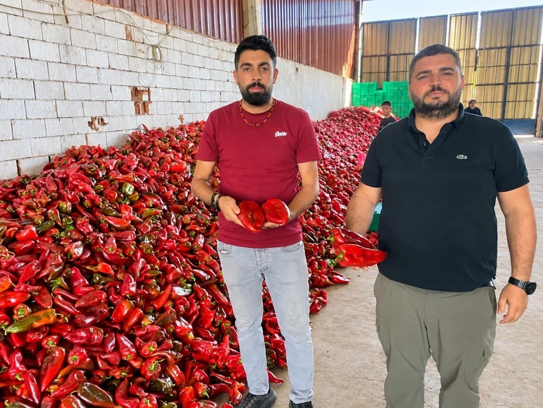 Kapya biberde bolluk fiyatları düşürdü: 35 liradan 18 liraya