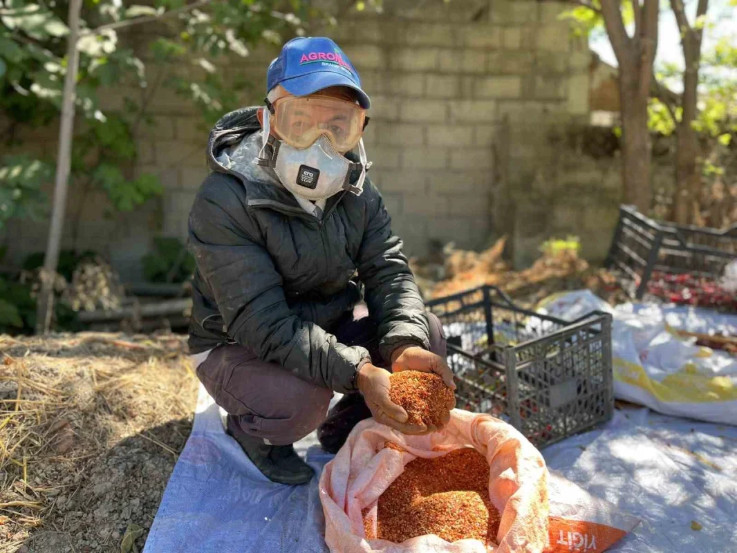 Ata tohumu pul biber üretimi Karacabey'de gelir kapısı oldu