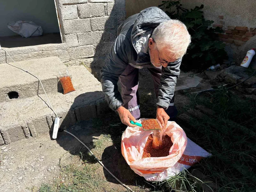 Ata tohumu pul biber üretimi Karacabey'de gelir kapısı oldu
