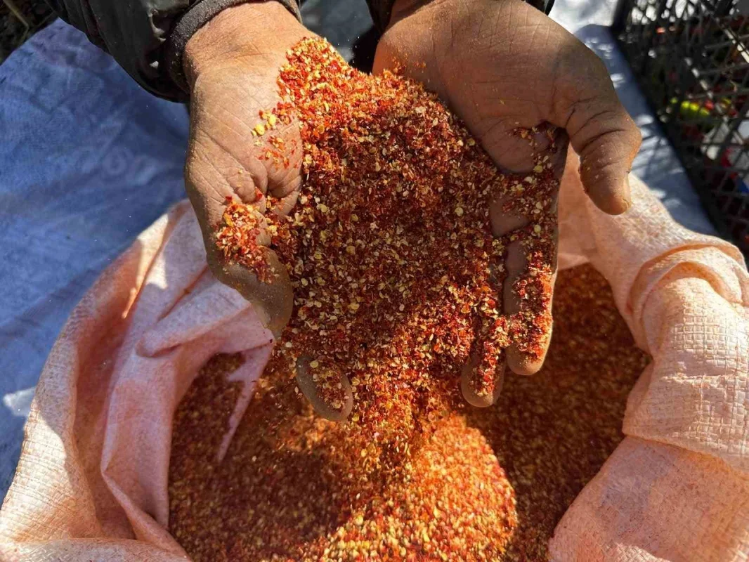 Ata tohumu pul biber üretimi Karacabey'de gelir kapısı oldu