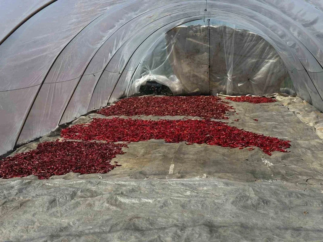 Ata tohumu pul biber üretimi Karacabey'de gelir kapısı oldu