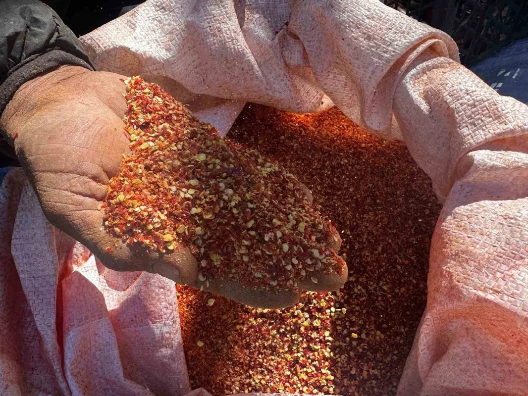 Ata tohumu pul biber üretimi Karacabey'de gelir kapısı oldu