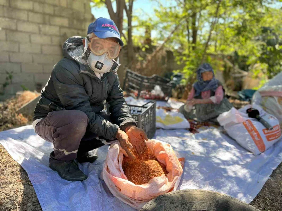 Ata tohumu pul biber üretimi Karacabey'de gelir kapısı oldu