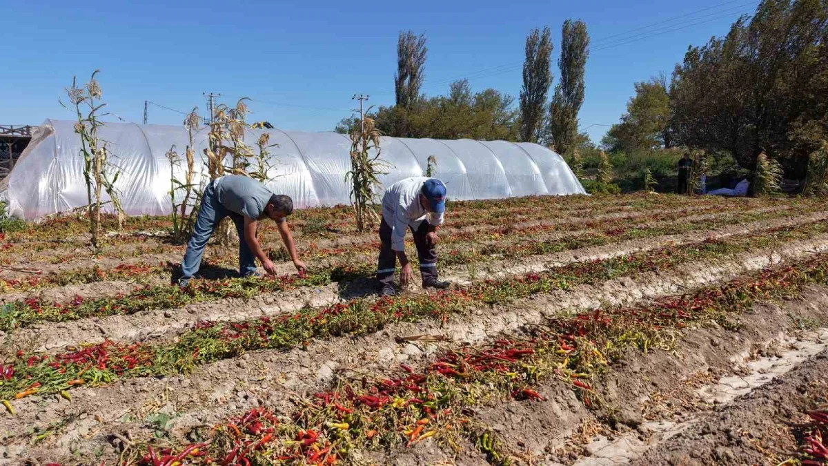 Ata tohumu pul biber üretimi Karacabey'de gelir kapısı oldu