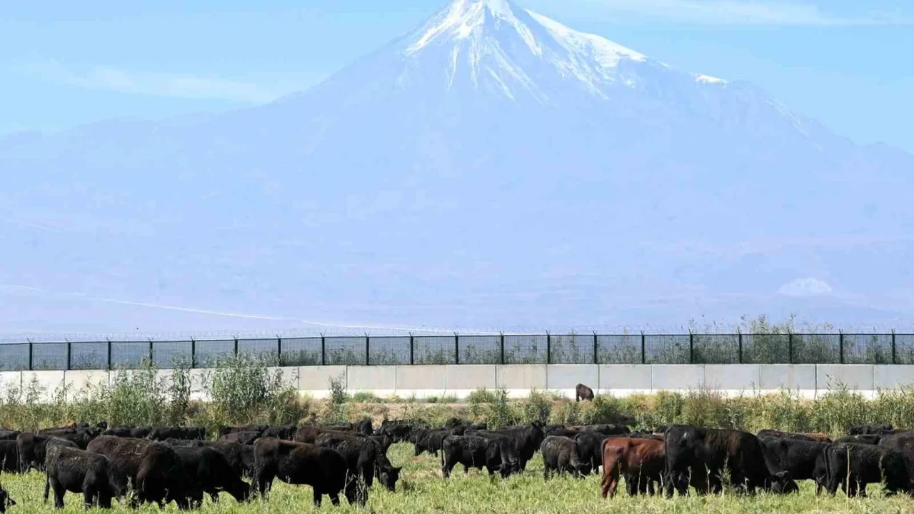 Iğdır'da açık merada angus yetiştiriciliğinde büyük başarı