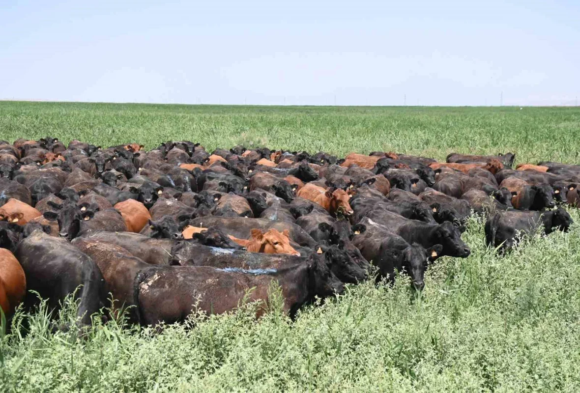 Iğdır'da açık merada angus yetiştiriciliğinde büyük başarı