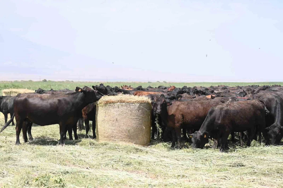Iğdır'da açık merada angus yetiştiriciliğinde büyük başarı