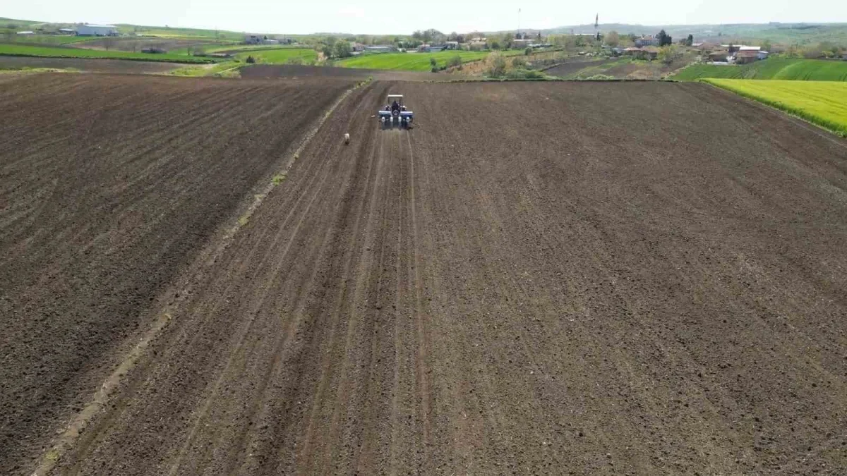 Tekirdağ'da ayçiçeği tarlası tohumdan hasada böyle değişti