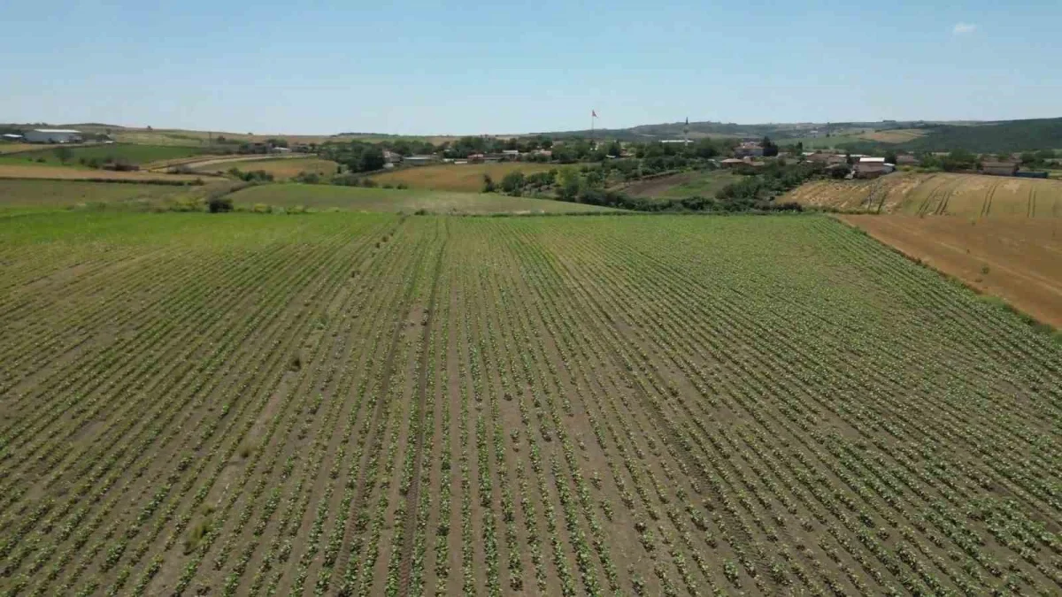 Tekirdağ'da ayçiçeği tarlası tohumdan hasada böyle değişti