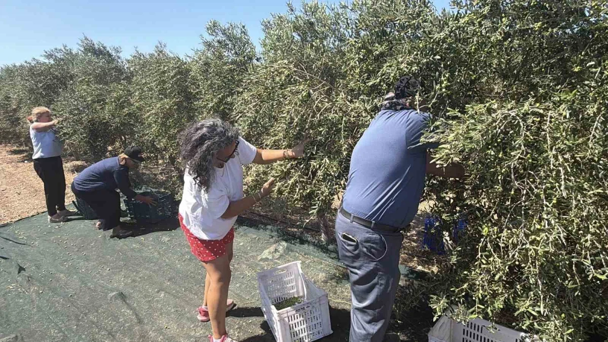 Bozcaada'da ilk kez zeytinlerden seyyar sistemle yağ üretildi