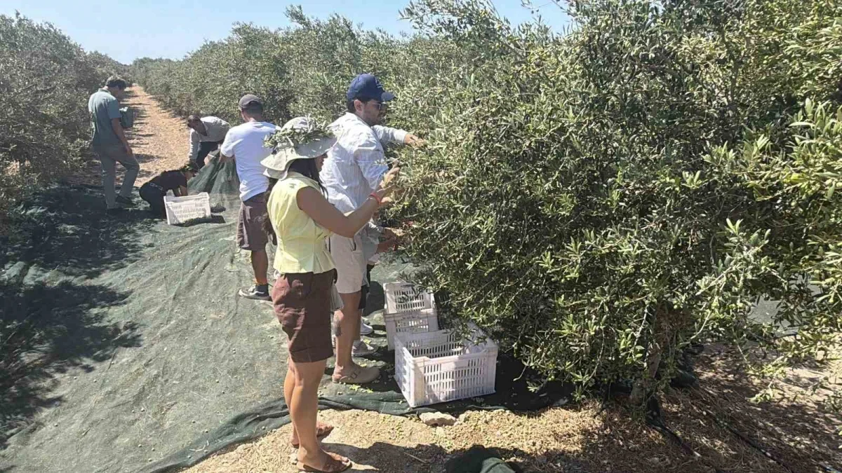 Bozcaada'da ilk kez zeytinlerden seyyar sistemle yağ üretildi