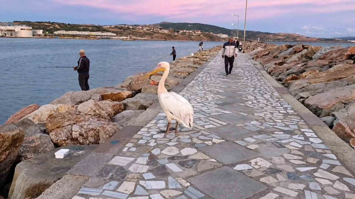 Bandırma mendireğinde pelikan sürprizi vatandaşları şaşırttı