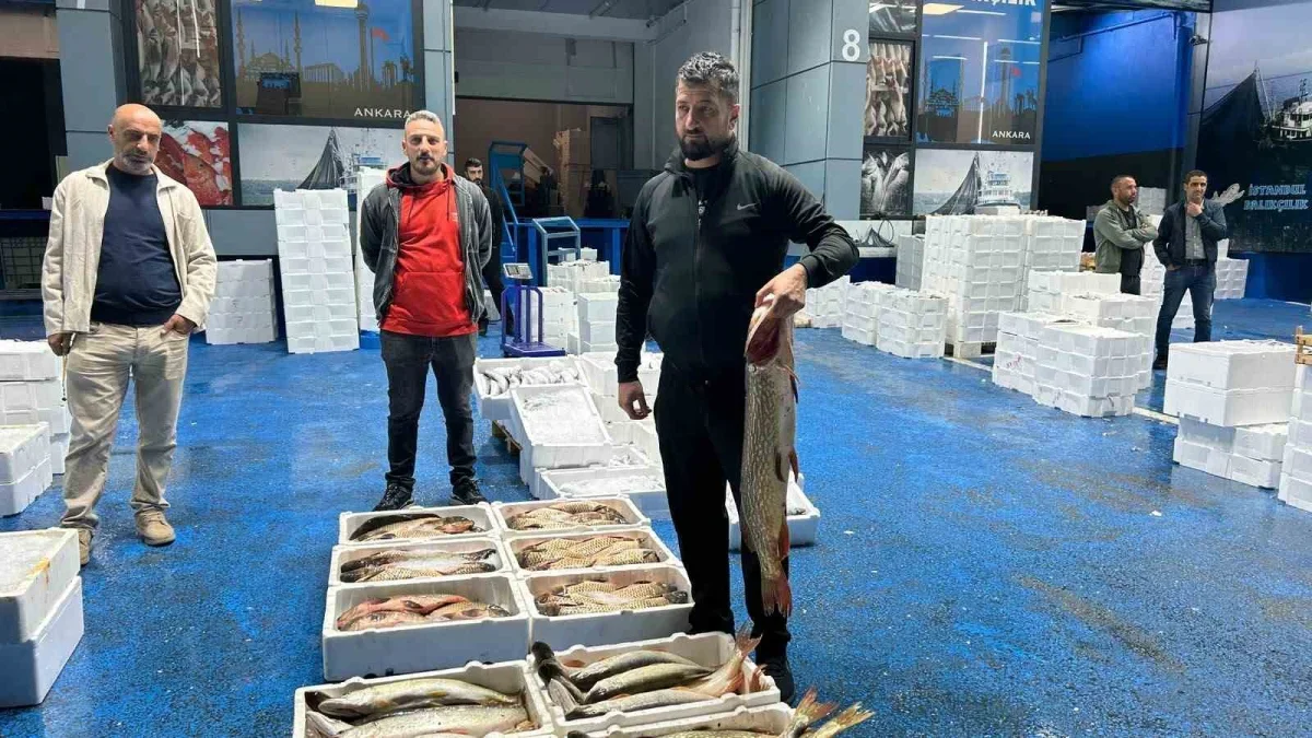 Ankara Balık Hali'nde palamut ve hamsi bolluğu denetlendi