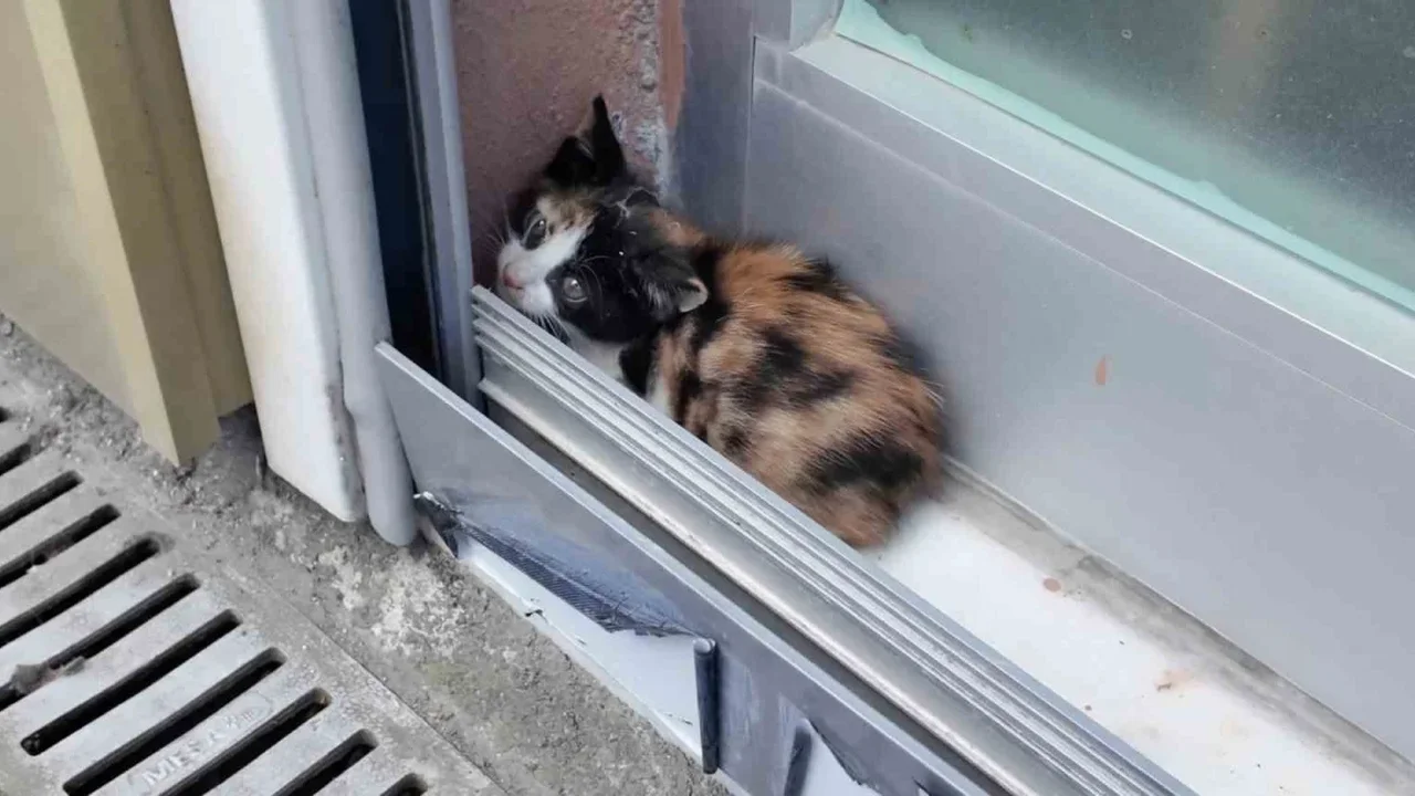 Arnavutköy'de tabelada mahsur kalan yavru kedi kurtarıldı