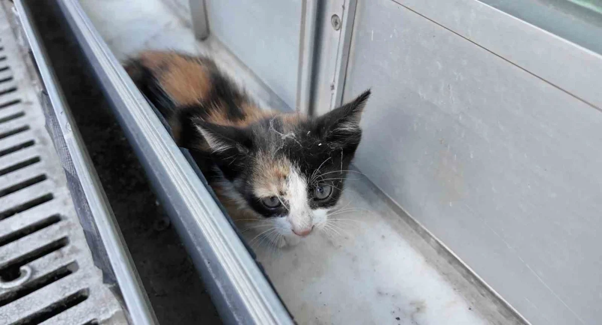 Arnavutköy'de tabelada mahsur kalan yavru kedi kurtarıldı