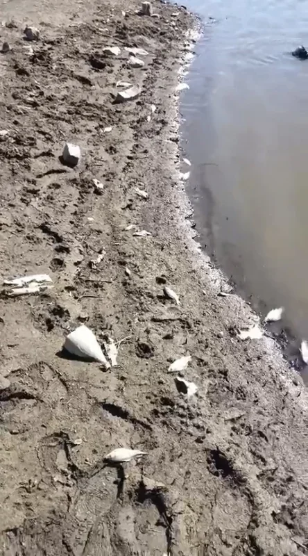 Kocasu Deresi'nde balık ölümleri: Çınarcık Barajı için inceleme