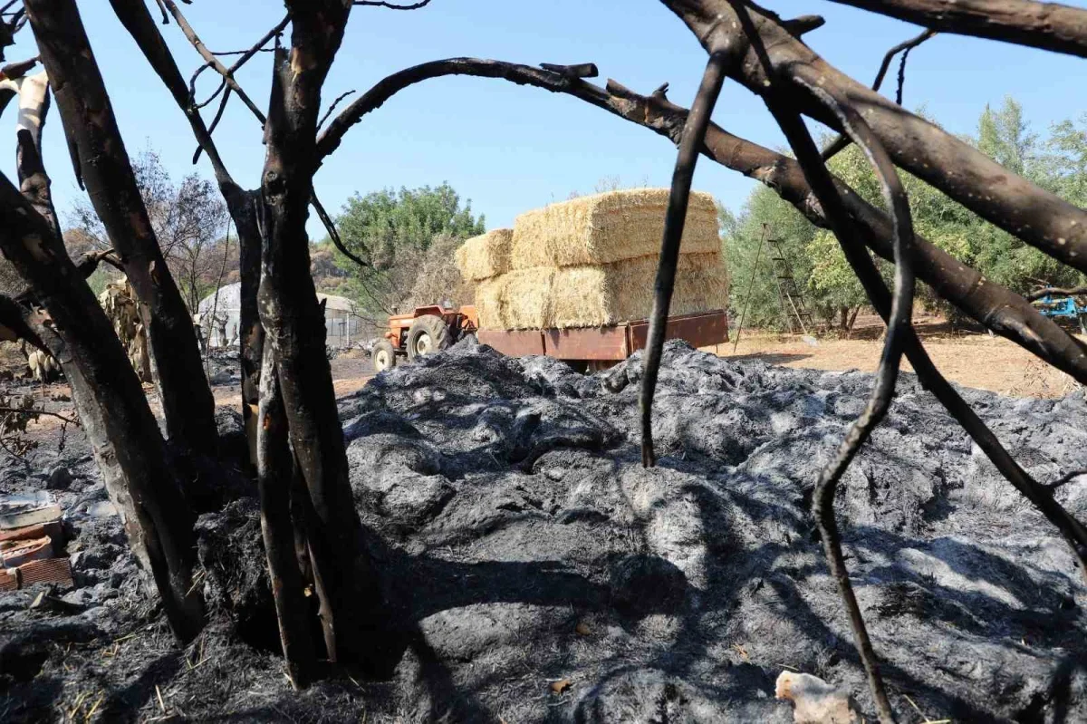 Aksu'da yangın mağduru hayvancılara saman desteği başladı