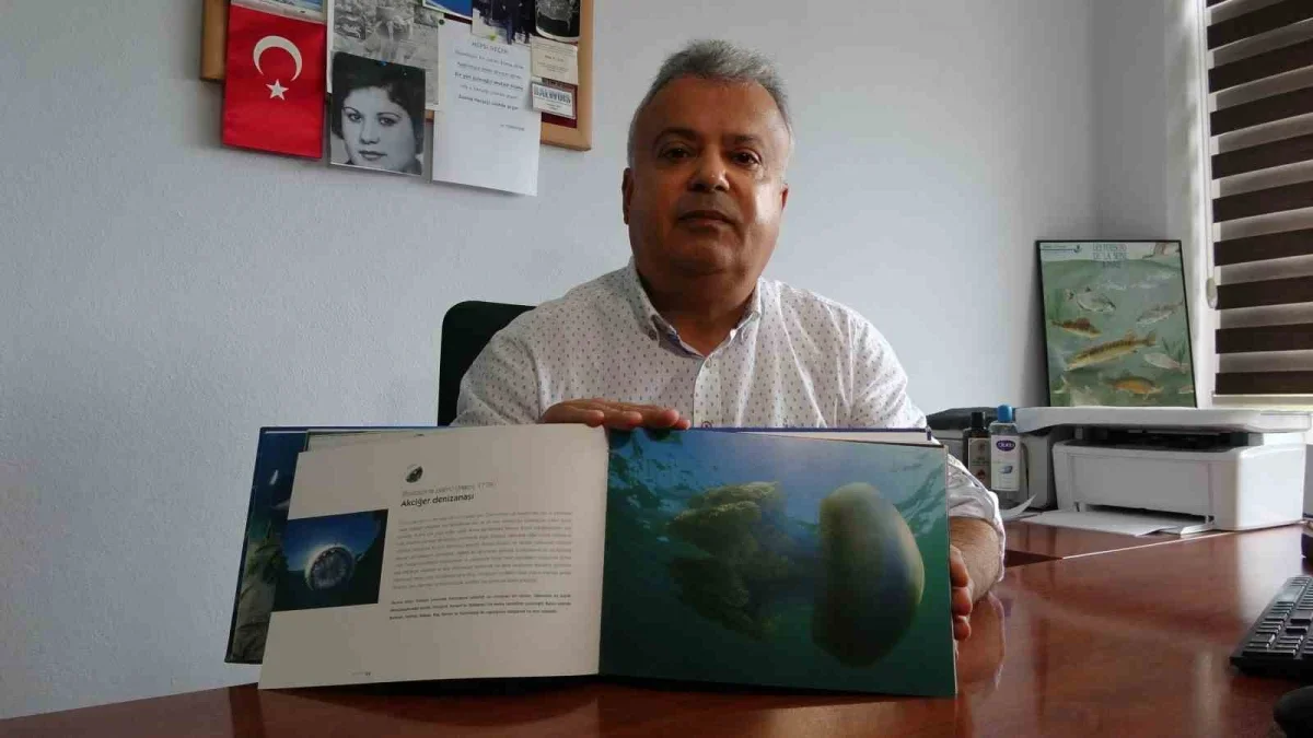 Çanakkale'de mavi denizanası uyarısı: Temastan kaçının