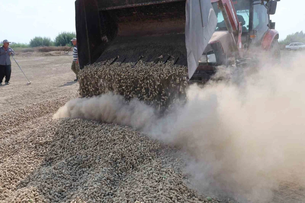Adana yer fıstığında fiyat düştü: Tüccar alımı iddiası