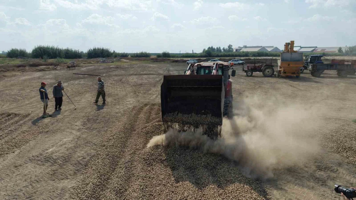 Adana yer fıstığında fiyat düştü: Tüccar alımı iddiası