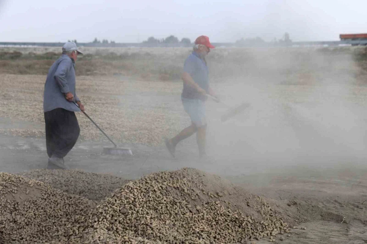Adana yer fıstığında fiyat düştü: Tüccar alımı iddiası