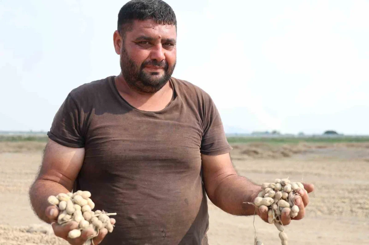 Adana yer fıstığında fiyat düştü: Tüccar alımı iddiası