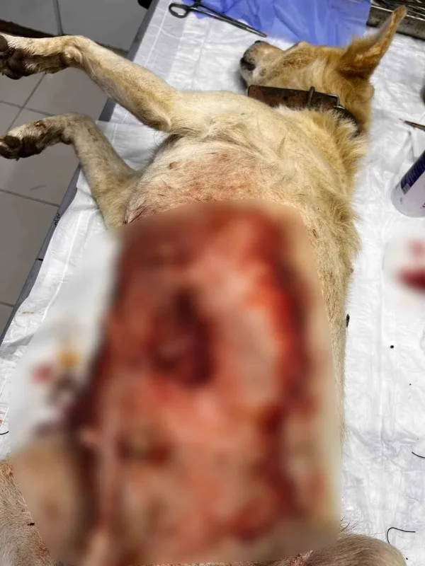 Bilecik'te meme tümörü ameliyatı olan sokak köpeği iyileşti