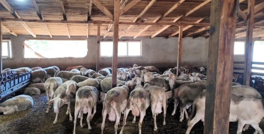 Tekirdağ'da Lacaune koyun sütüyle büyüyen aile işletmesi