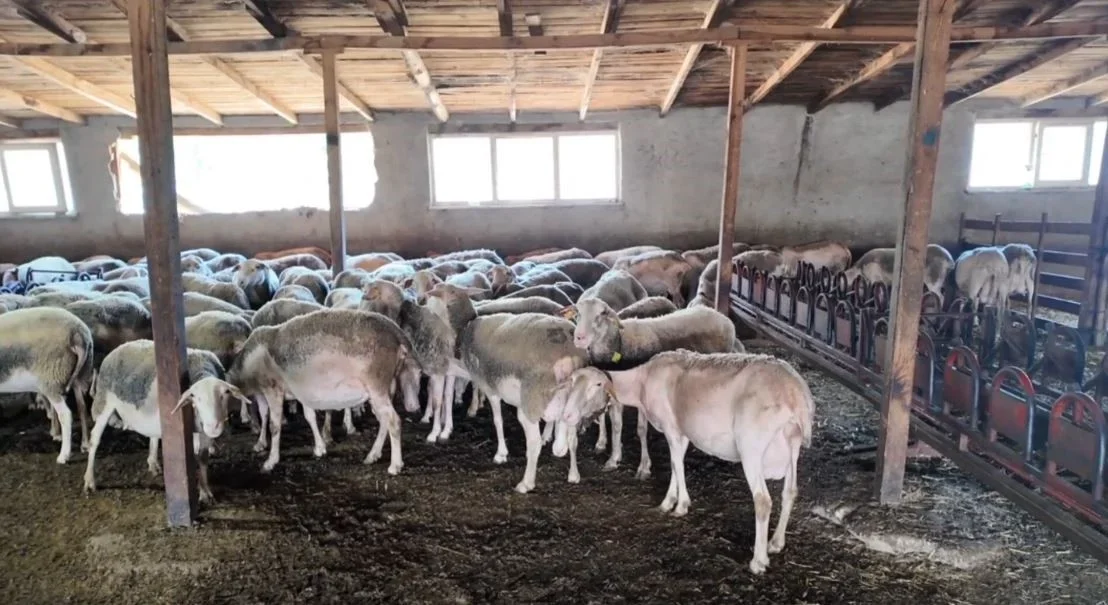 Tekirdağ'da Lacaune koyun sütüyle büyüyen aile işletmesi