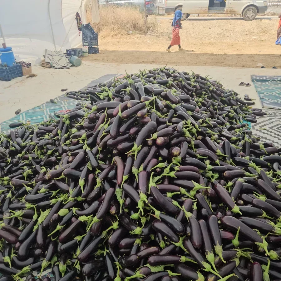 Tarladan markete uzanan fiyat zincirine soruşturma: 109 adreste arama