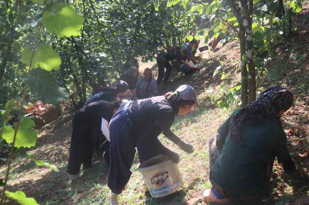 Paralı köyü fındık kooperatifi Sakarya Çikolatası'nı ihraç etti
