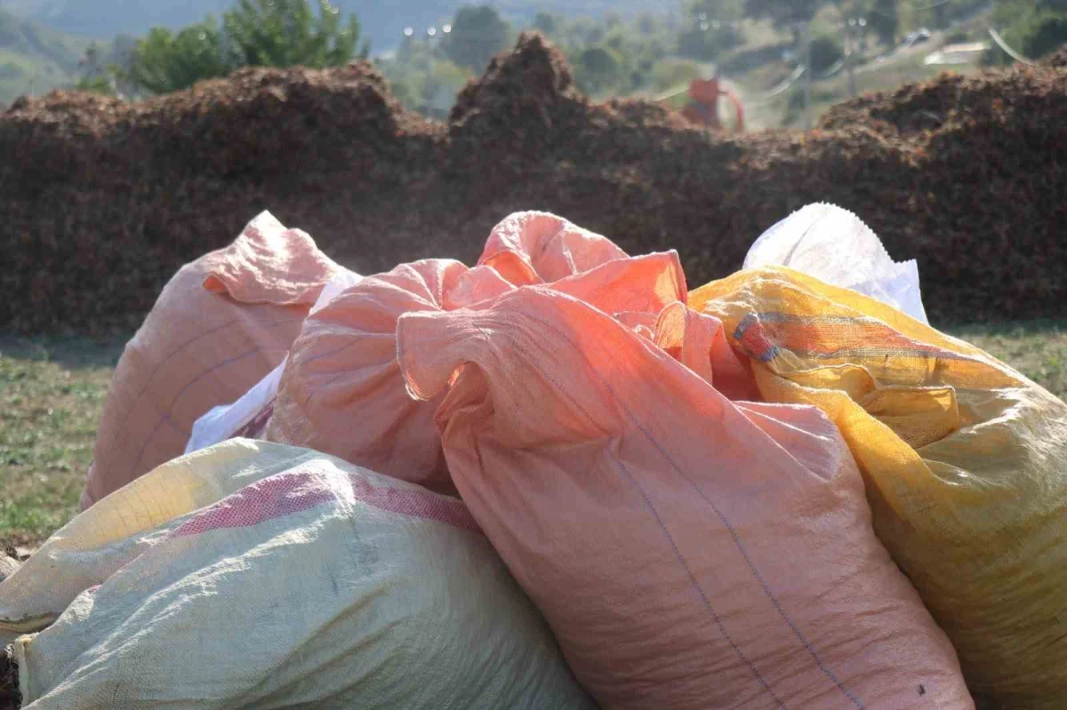Paralı köyü fındık kooperatifi Sakarya Çikolatası'nı ihraç etti