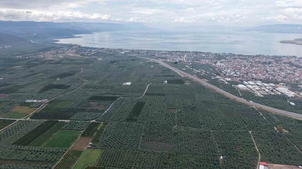 Müşküle üzümü hasadı İznik'te başladı: Kilosu 35 lira