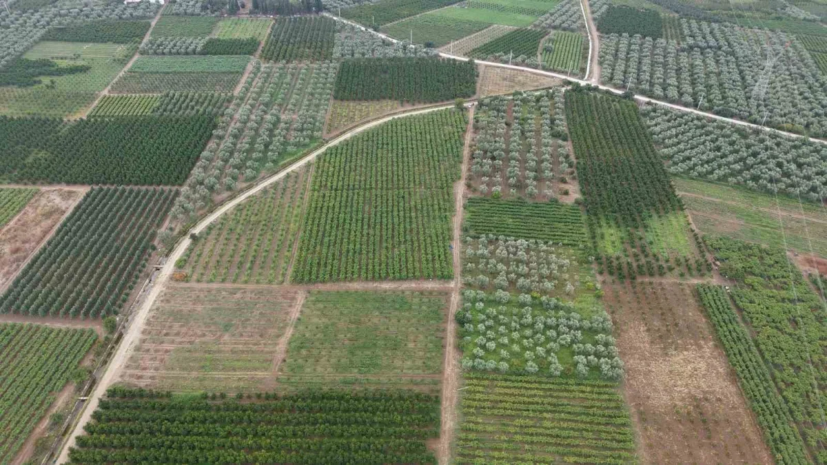 Müşküle üzümü hasadı İznik'te başladı: Kilosu 35 lira