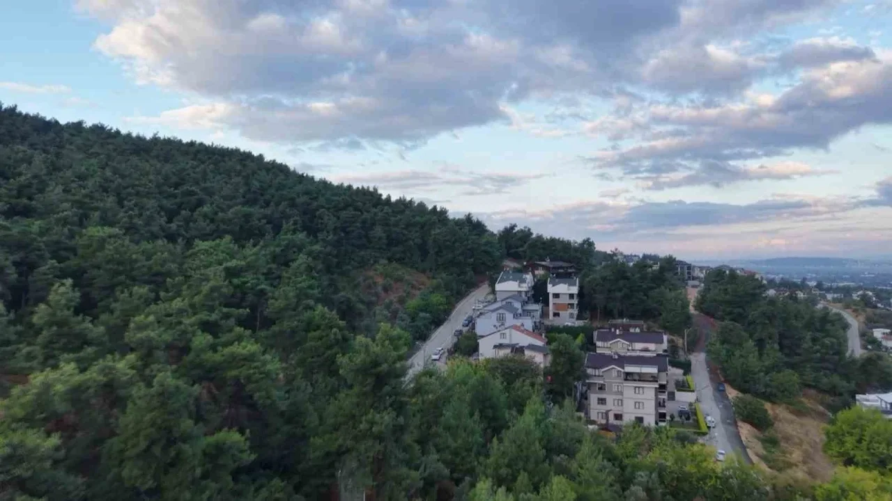 Bursa Nilüfer'de 3 ayı görüldü: Çalı Mahallesi'ne uyarı