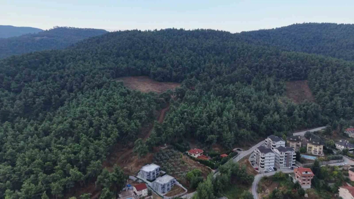Bursa Nilüfer'de 3 ayı görüldü: Çalı Mahallesi'ne uyarı