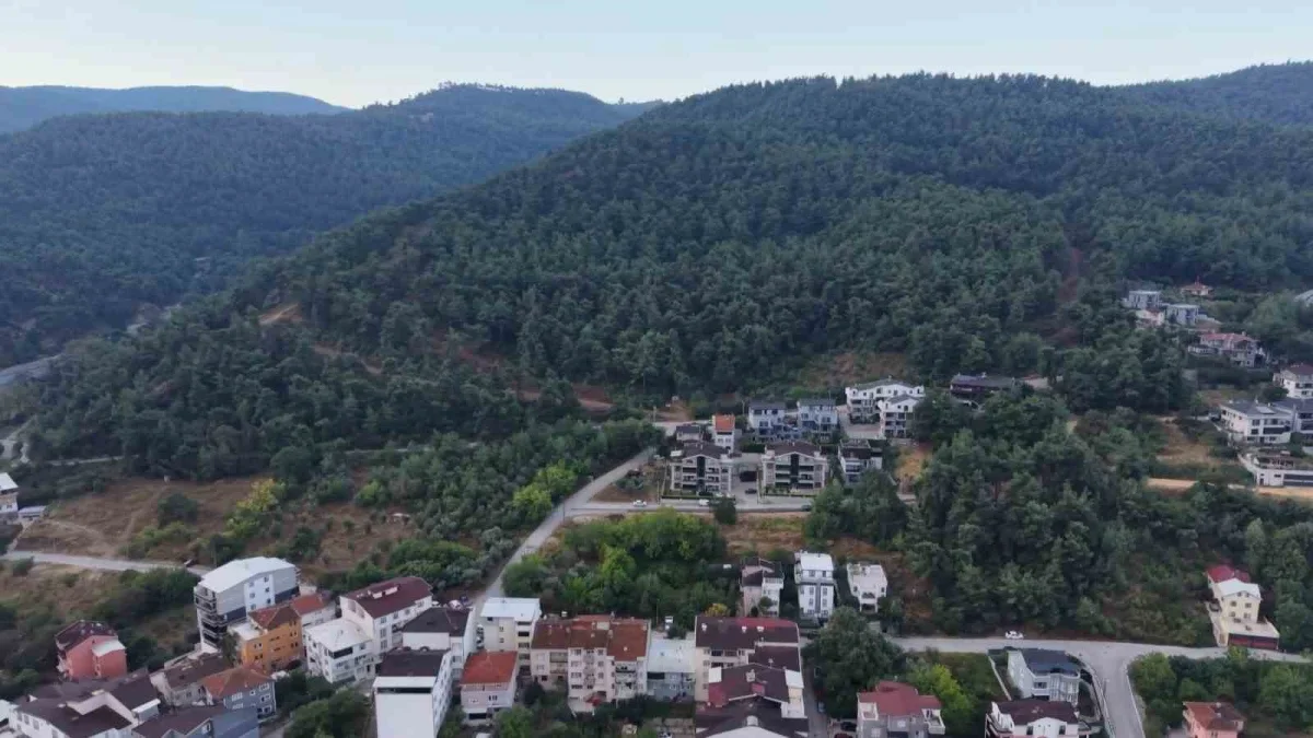 Bursa Nilüfer'de 3 ayı görüldü: Çalı Mahallesi'ne uyarı