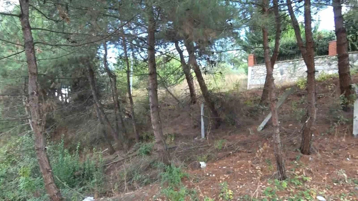 Bursa Nilüfer'de 3 ayı görüldü: Çalı Mahallesi'ne uyarı