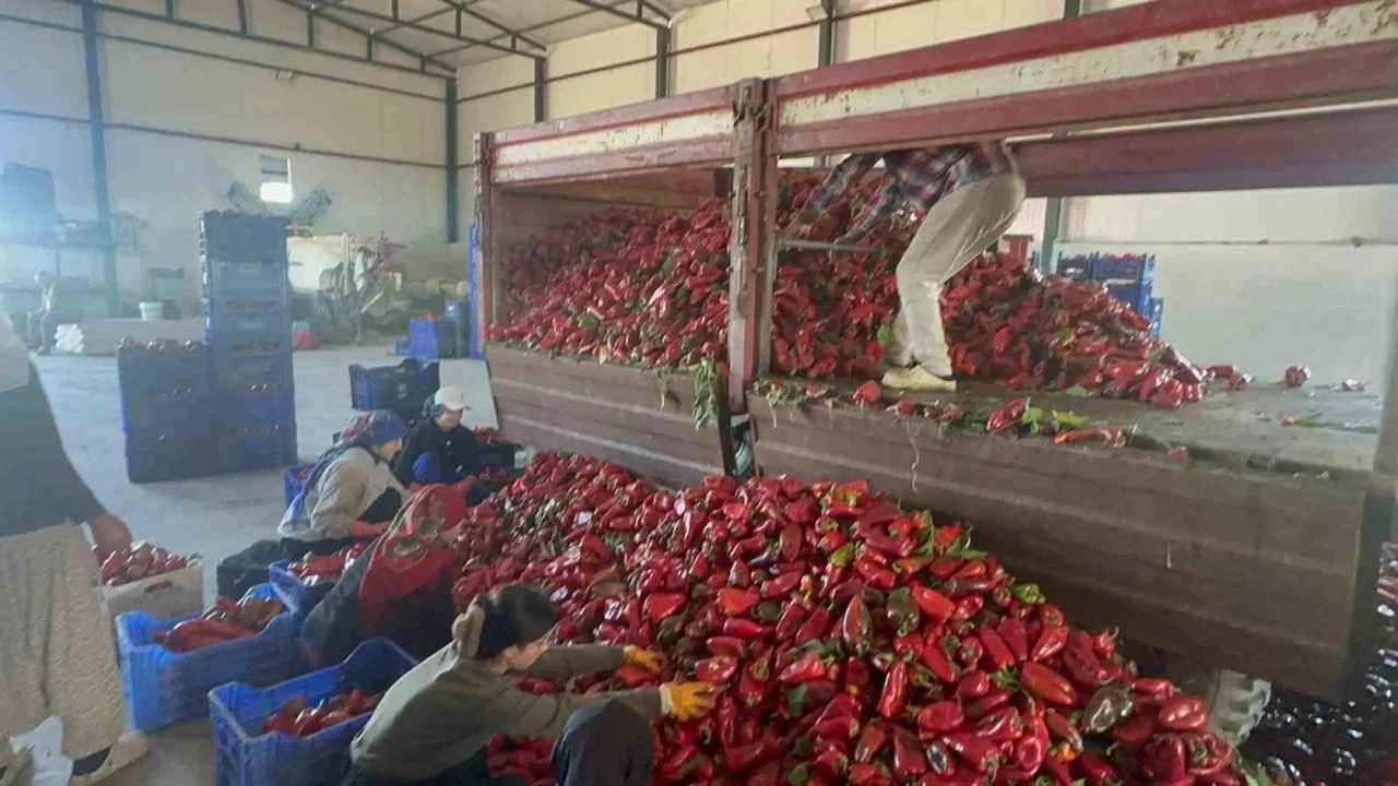 Karacabey biberi ev yapımı salça için Türkiye'ye gönderiliyor